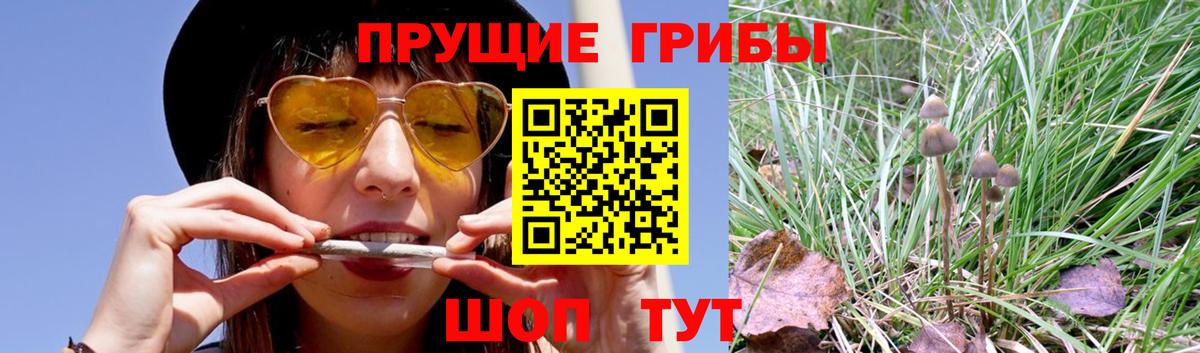 Псилоцибиновые грибы Cubensis Добрянка